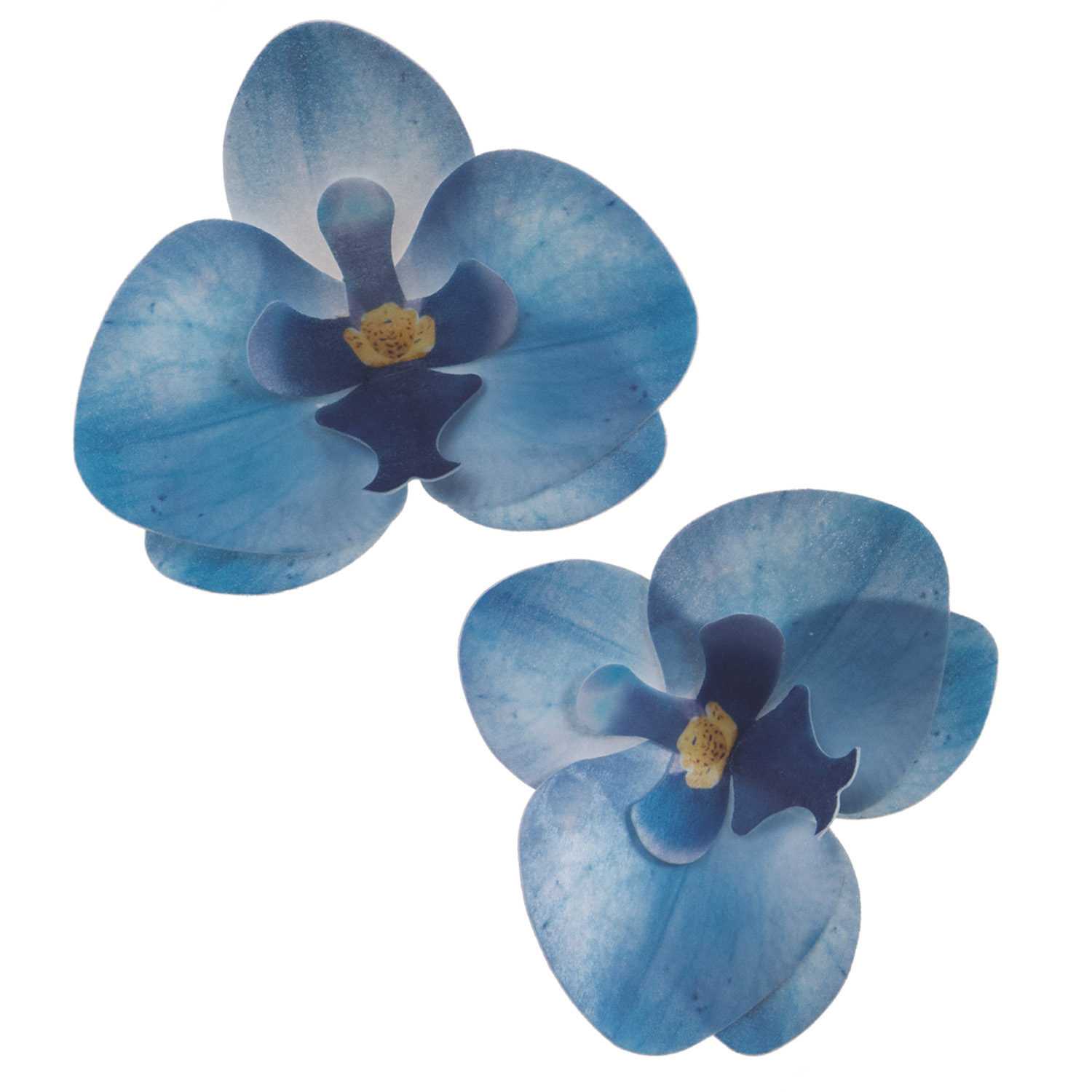 10 Orchidées IN blueAZYME 8,5 x 7,5 CM